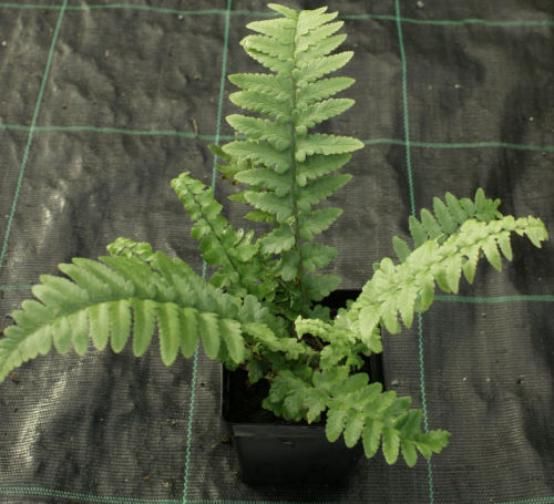 Dryopteris tokyoensis- Tokyo Wood Fern